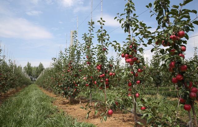 高产苹果园新闻上门收购红薯厂家山东-第1张图片-太平洋在线下载